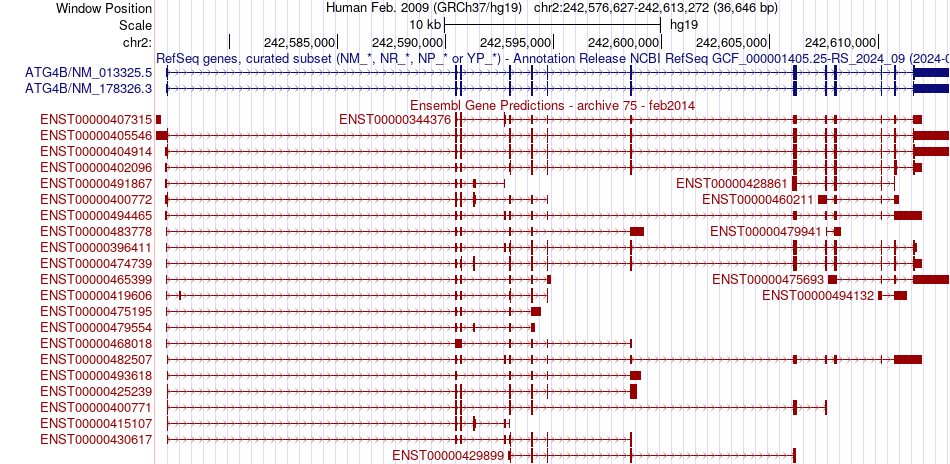 gene isoform structure of ATG4B