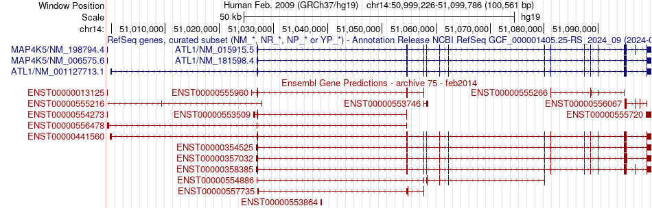 gene isoform structure of ATL1