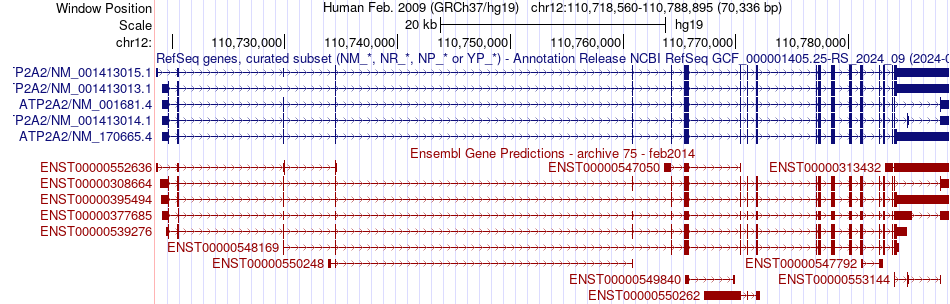 gene isoform structure of ATP2A2