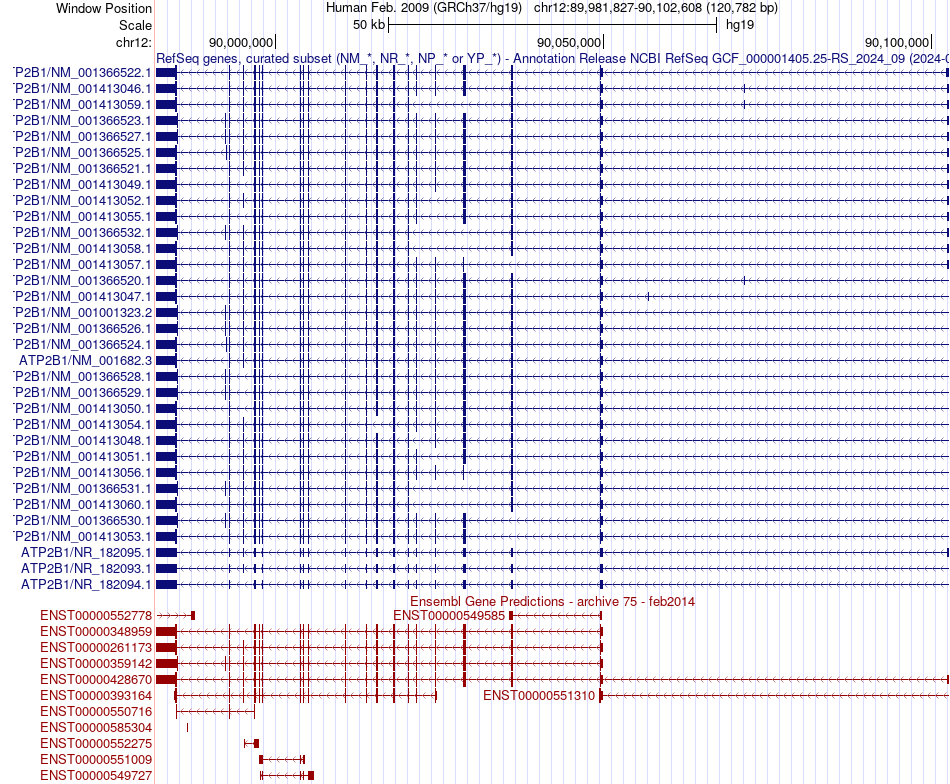 gene isoform structure of ATP2B1