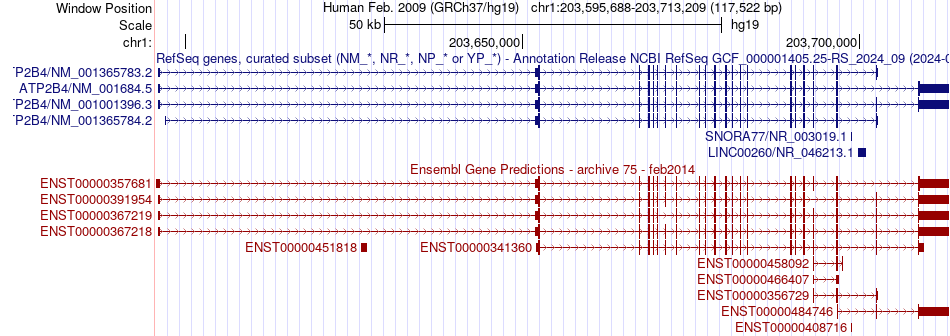 gene isoform structure of ATP2B4