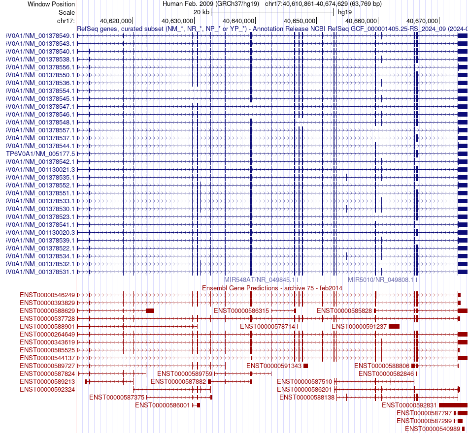 gene isoform structure of ATP6V0A1