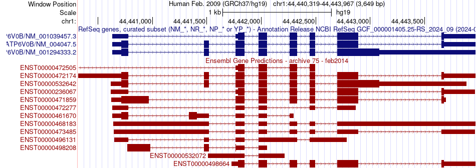 gene isoform structure of ATP6V0B