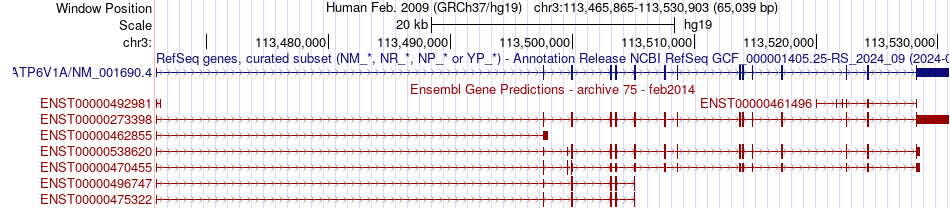 gene isoform structure of ATP6V1A