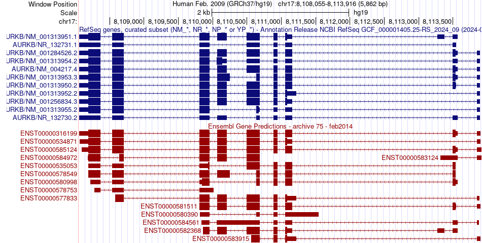 gene isoform structure of AURKB