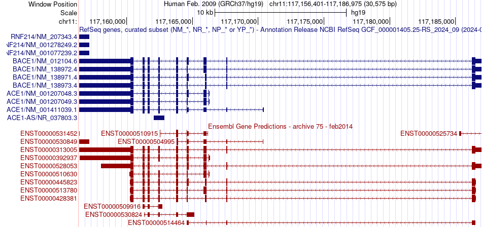 gene isoform structure of BACE1