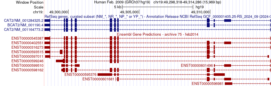 gene isoform structure of BCAT2