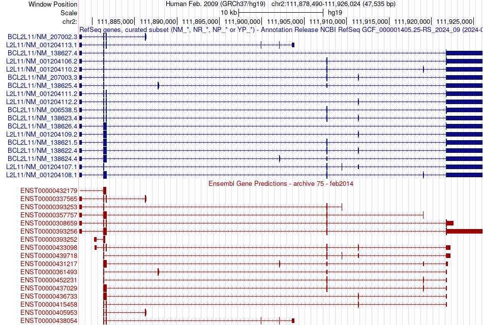 gene isoform structure of BCL2L11