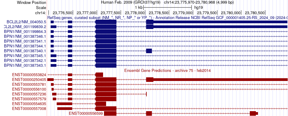 gene isoform structure of BCL2L2