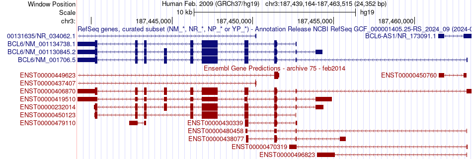 gene isoform structure of BCL6