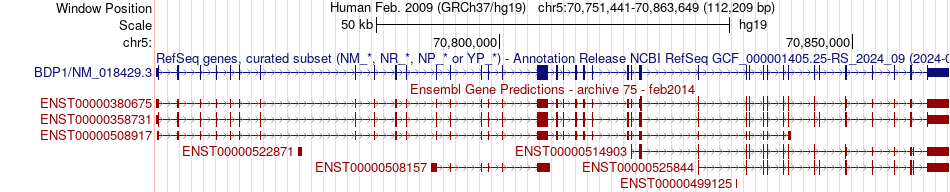 gene isoform structure of BDP1