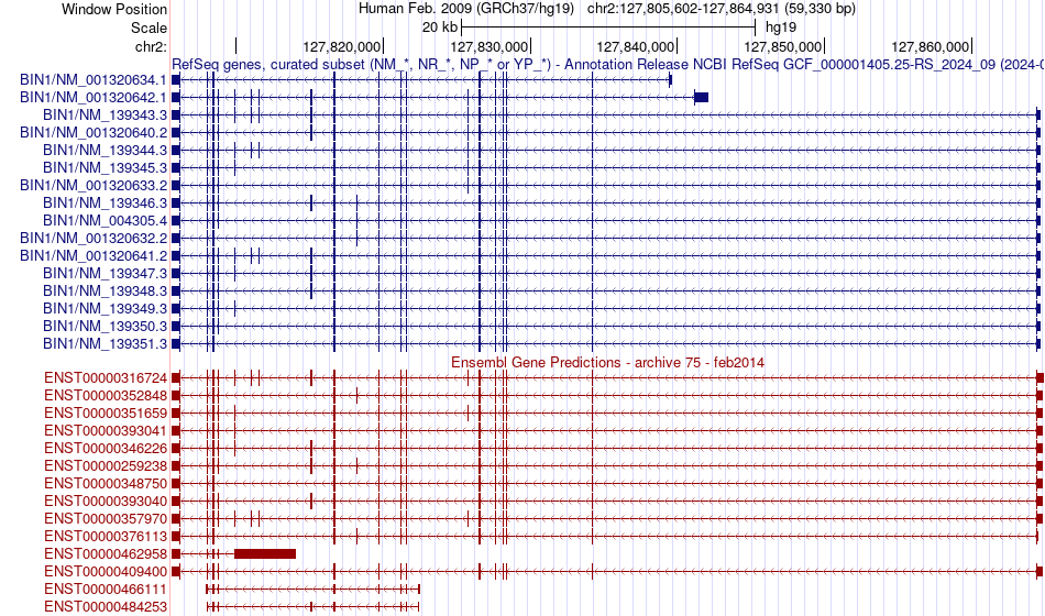 gene isoform structure of BIN1