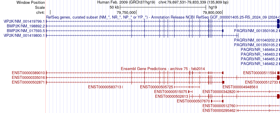 gene isoform structure of BMP2K