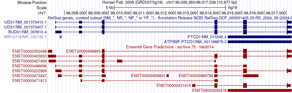 gene isoform structure of BUD31