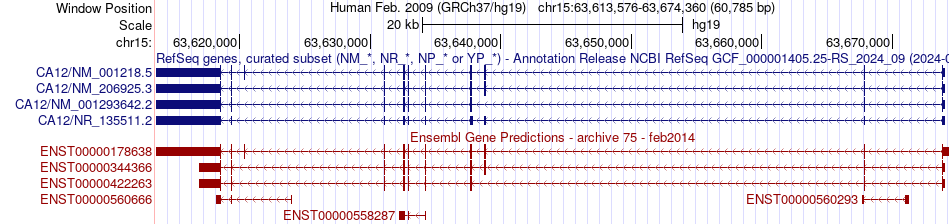 gene isoform structure of CA12