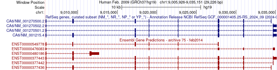 gene isoform structure of CA6
