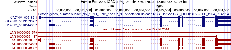gene isoform structure of CA7