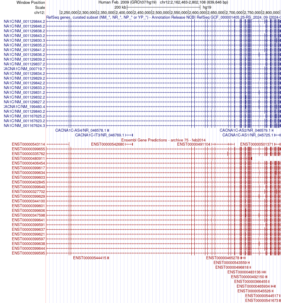gene isoform structure of CACNA1C