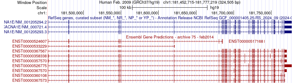 gene isoform structure of CACNA1E