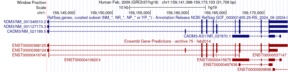 gene isoform structure of CADM3