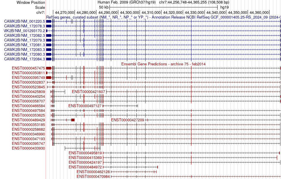 gene isoform structure of CAMK2B