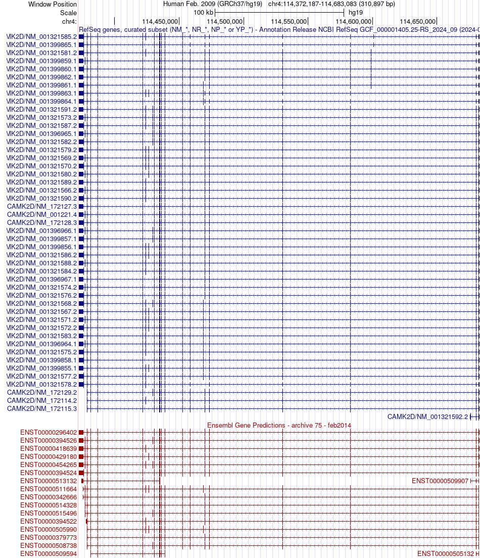 gene isoform structure of CAMK2D
