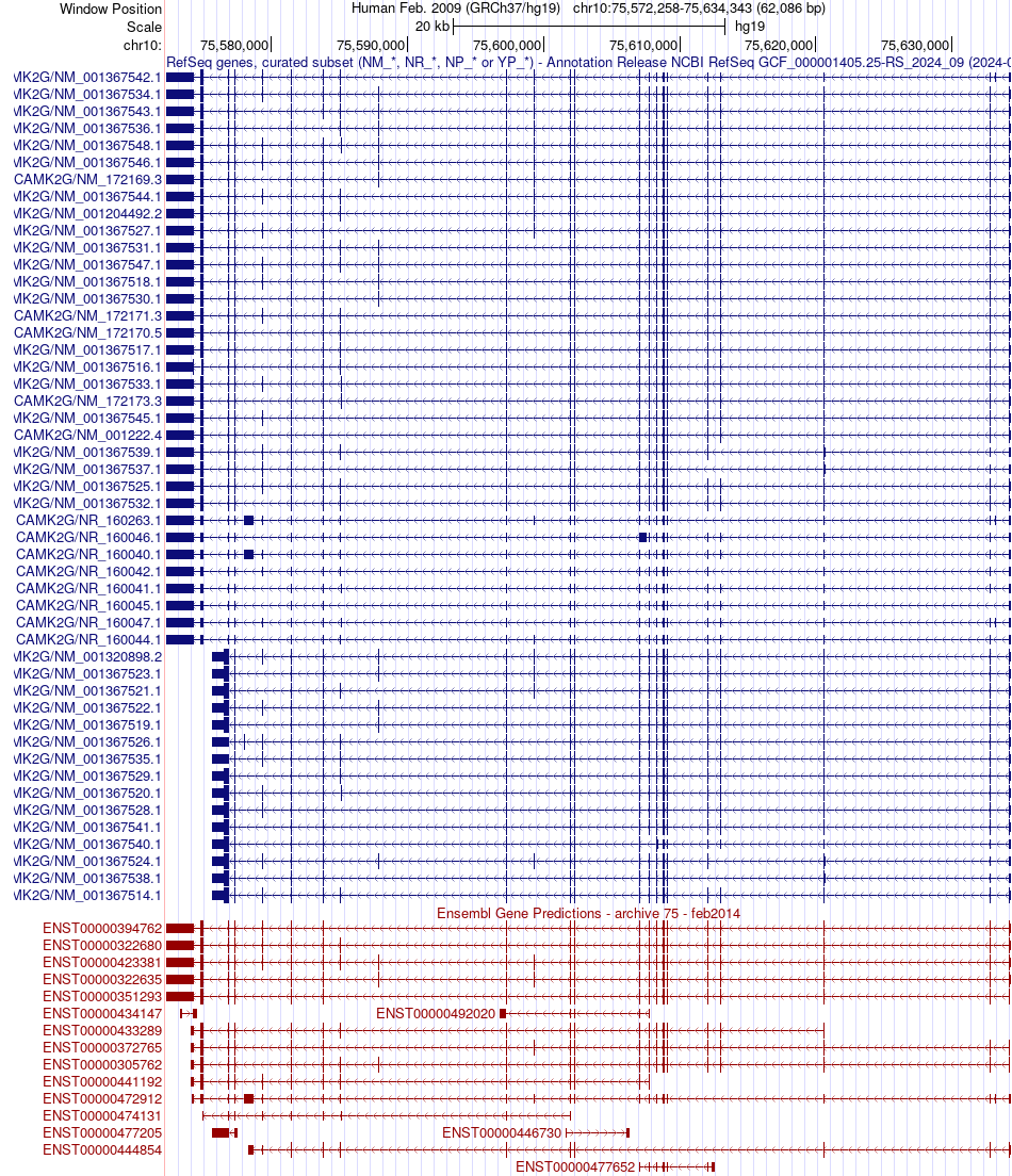 gene isoform structure of CAMK2G