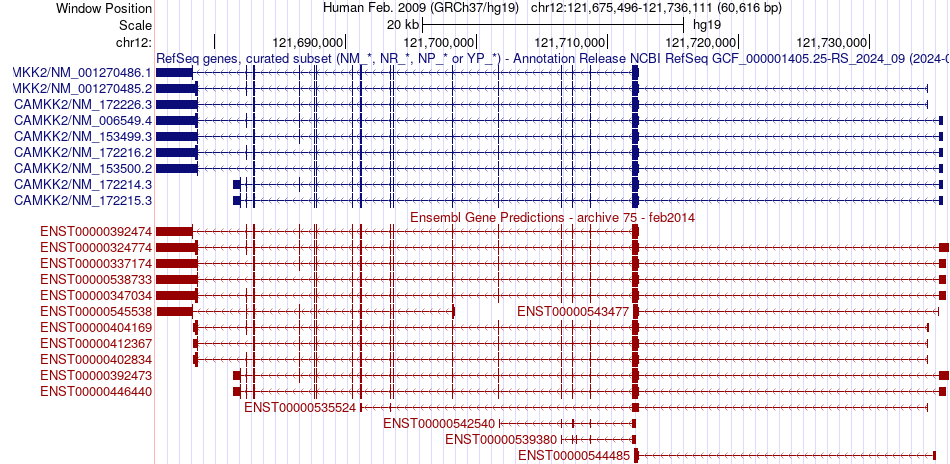 gene isoform structure of CAMKK2