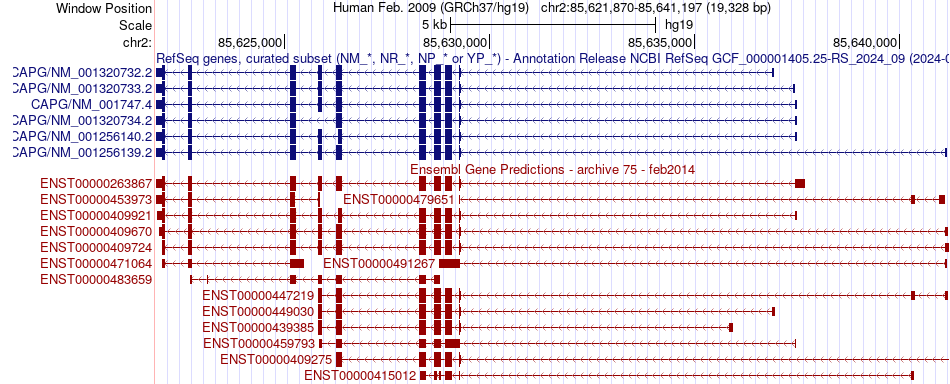 gene isoform structure of CAPG