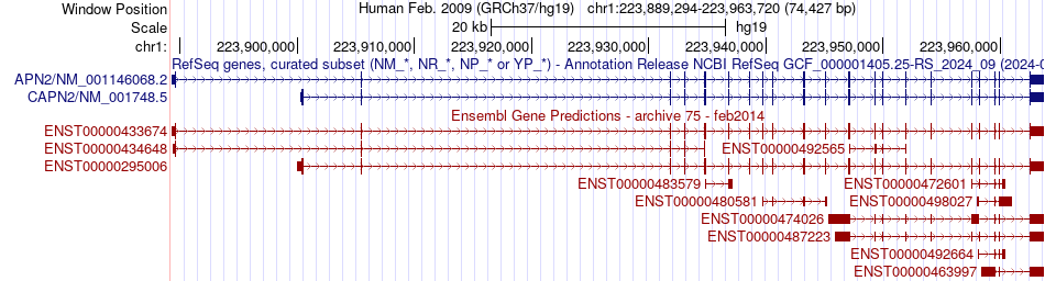 gene isoform structure of CAPN2