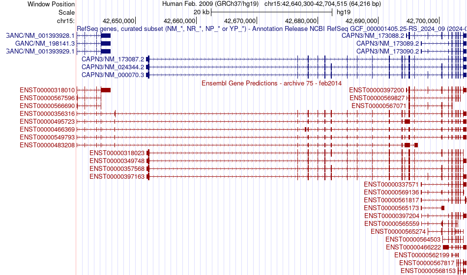 gene isoform structure of CAPN3