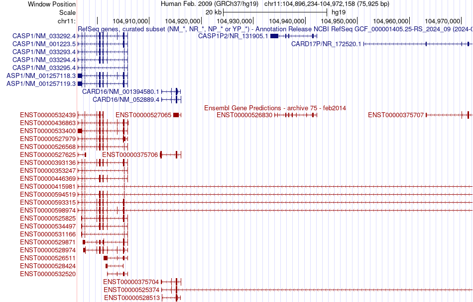 gene isoform structure of CASP1