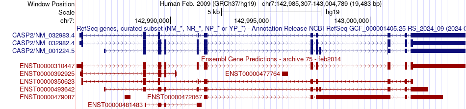 gene isoform structure of CASP2