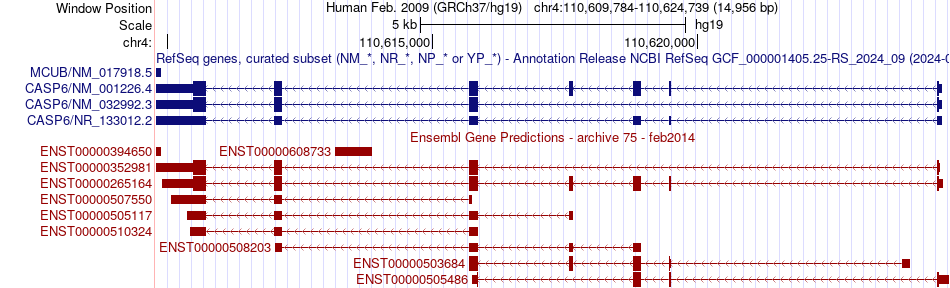 gene isoform structure of CASP6