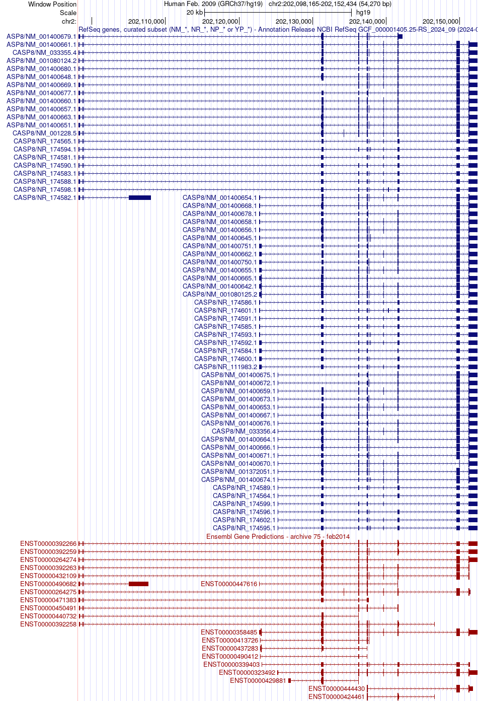 gene isoform structure of CASP8