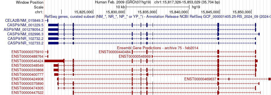 gene isoform structure of CASP9