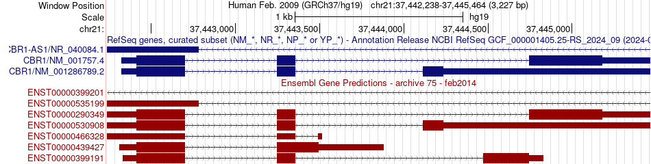 gene isoform structure of CBR1