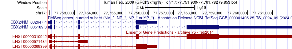 gene isoform structure of CBX2
