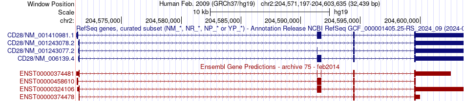 gene isoform structure of CD28