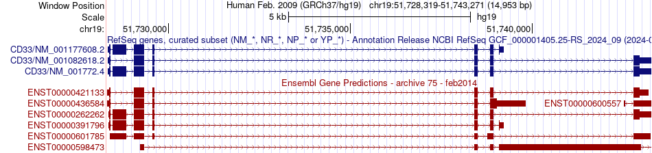 gene isoform structure of CD33