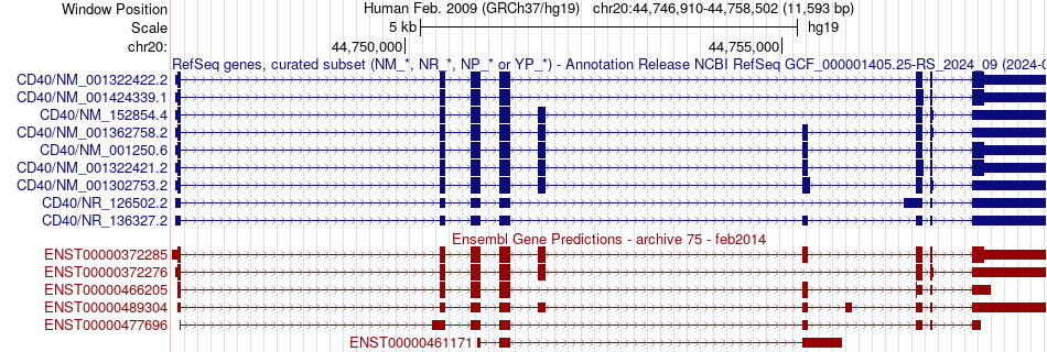 gene isoform structure of CD40
