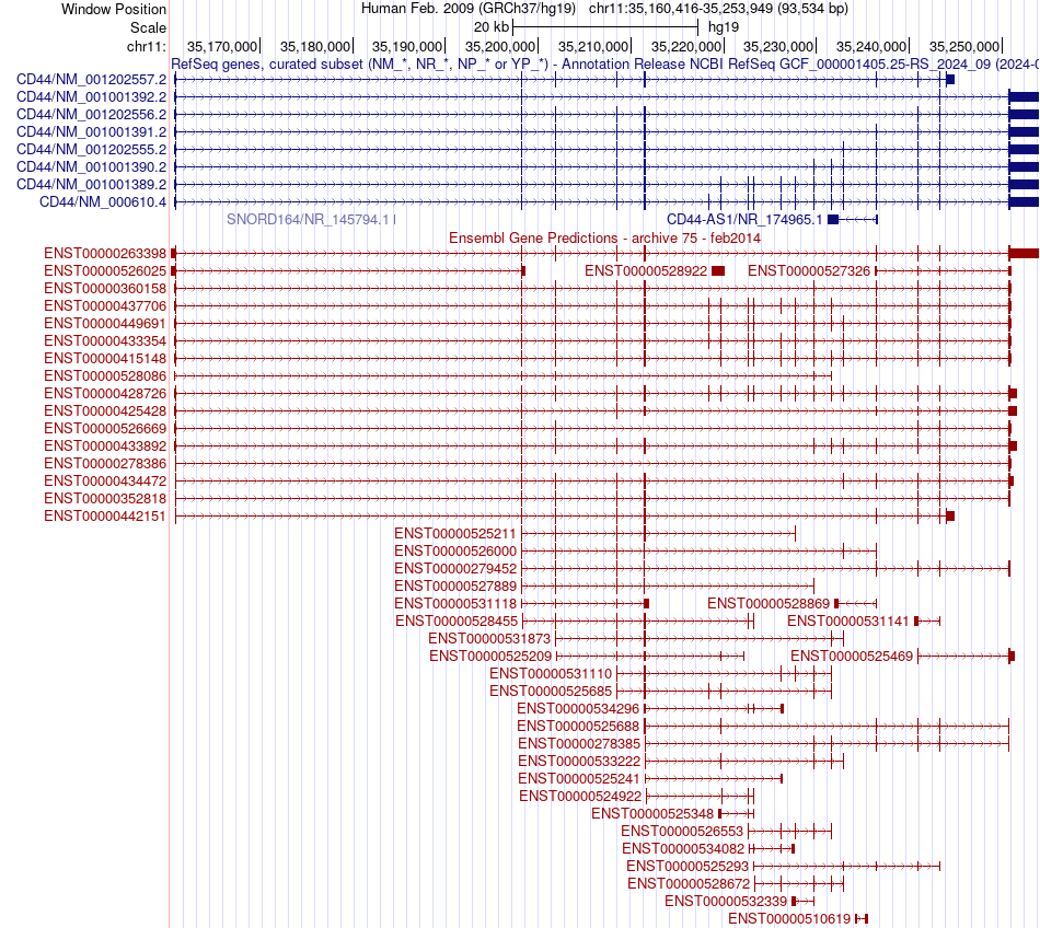 gene isoform structure of CD44