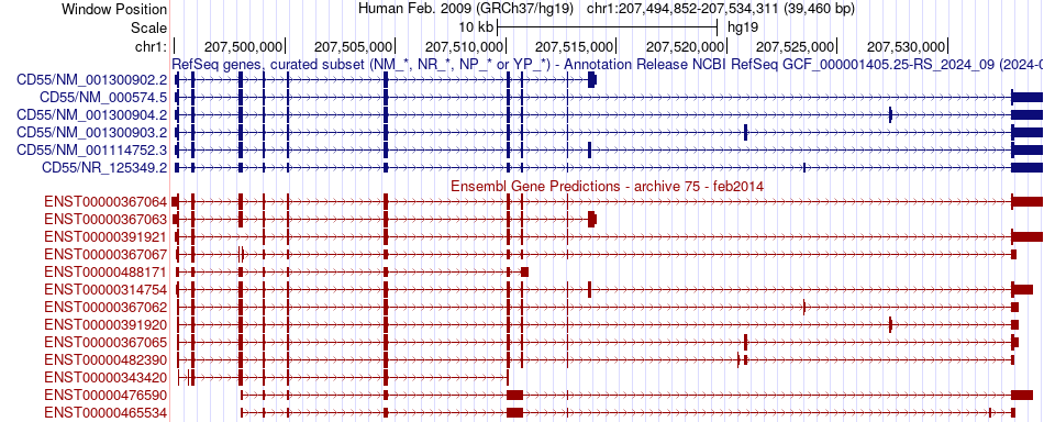 gene isoform structure of CD55