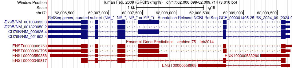 gene isoform structure of CD79B