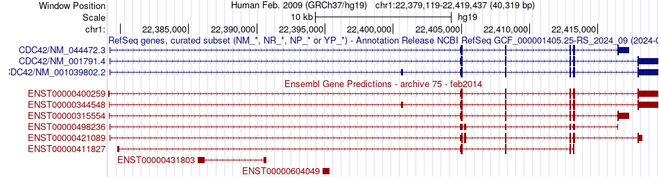 gene isoform structure of CDC42