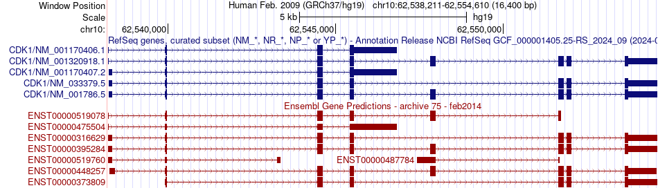 gene isoform structure of CDK1