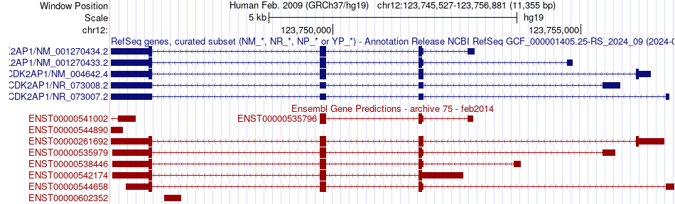 gene isoform structure of CDK2AP1