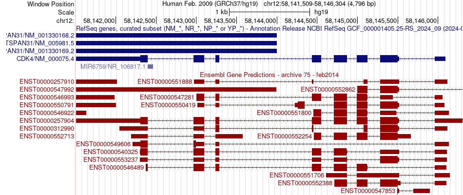 gene isoform structure of CDK4
