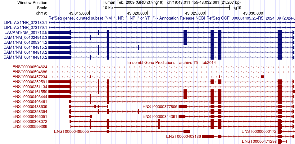 gene isoform structure of CEACAM1