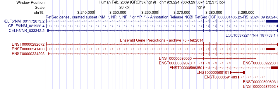 gene isoform structure of CELF5
